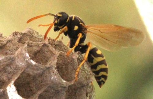 Réf. 336 176 : Polistes dominula